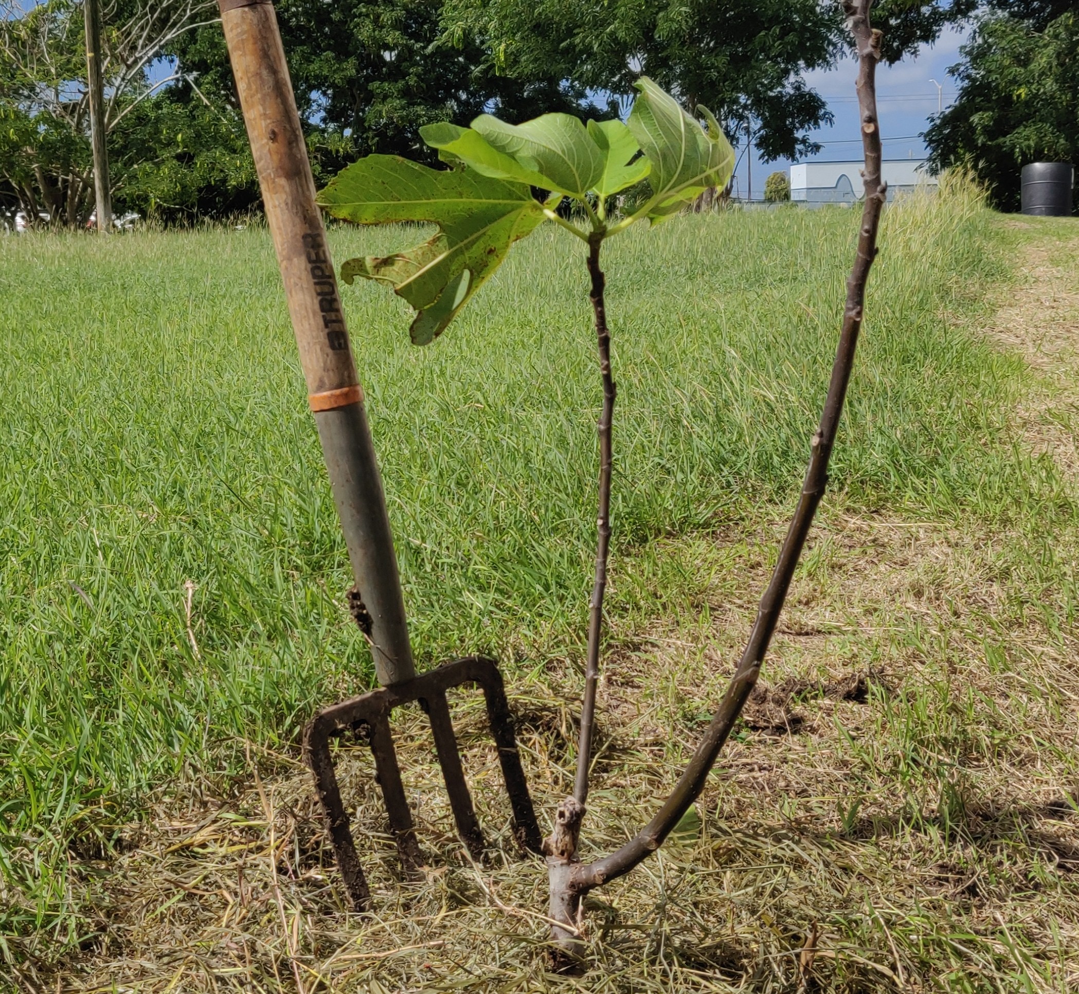 How to Plant a Tree