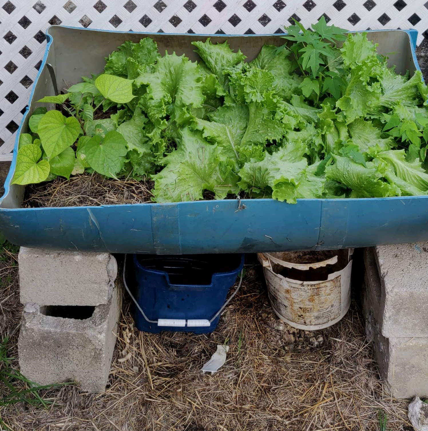 Half-Barrel Garden Bed