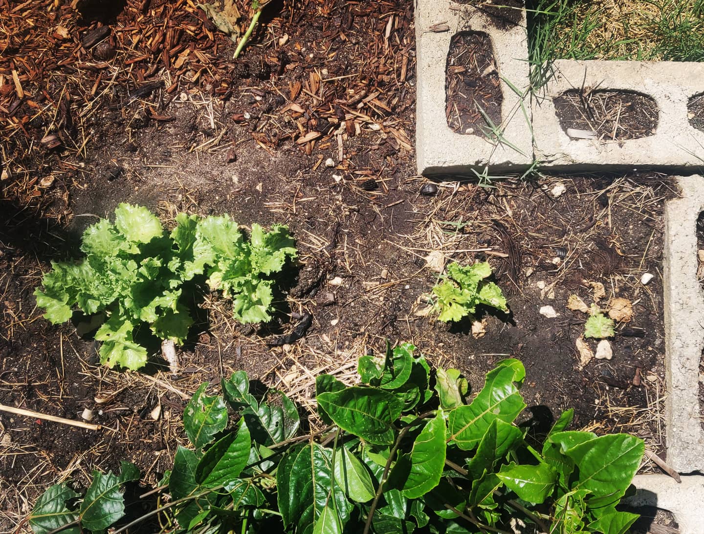 Lettuce Trials