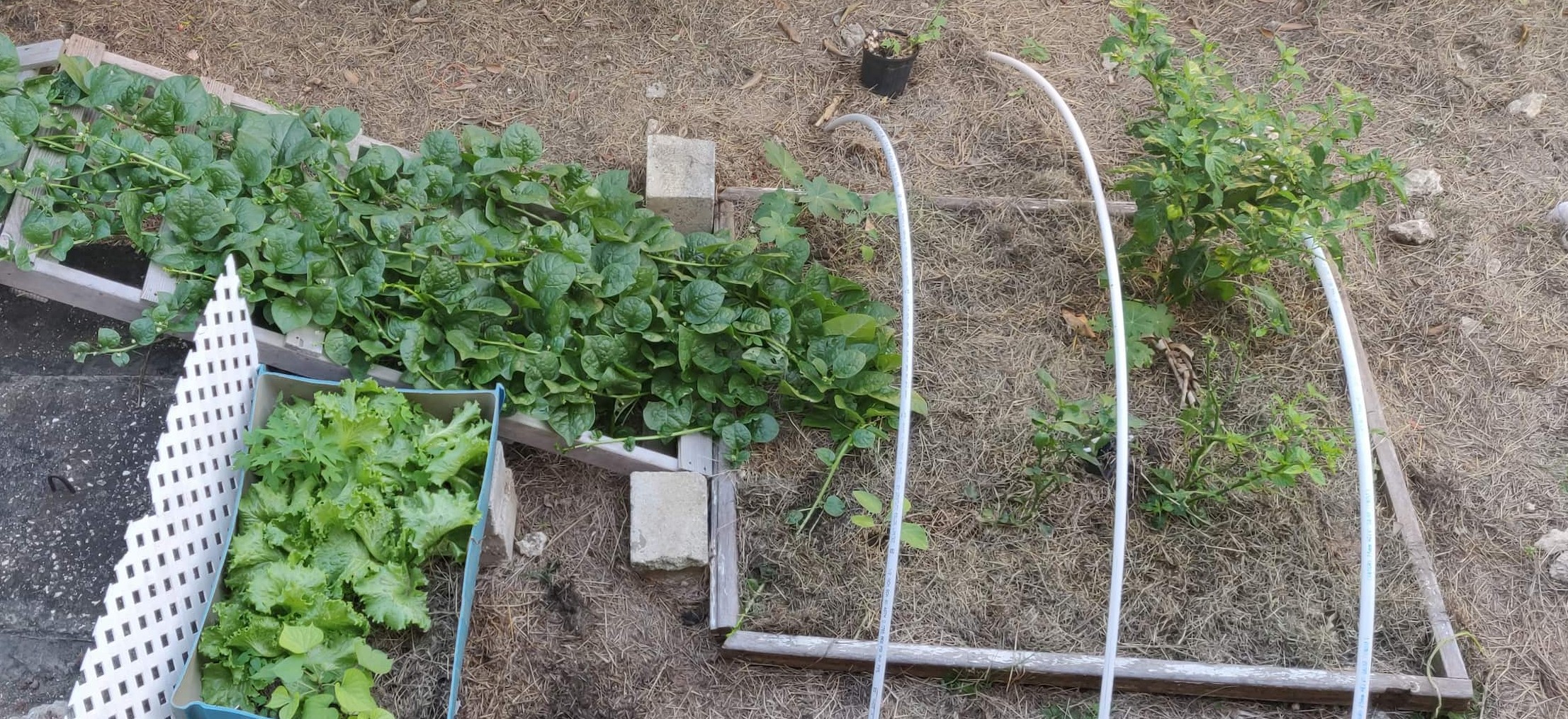 Single Garden Bed