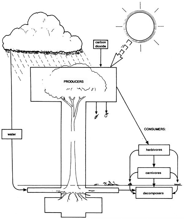 Cycling of Carbon Dioxide from Trees